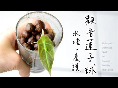 觀音蓮水培|【觀音蓮 水培】驚！觀音蓮能水培？爆盆超好養，新。